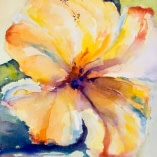 yellow-hibiscus-ii