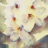 Cluster of Orchids